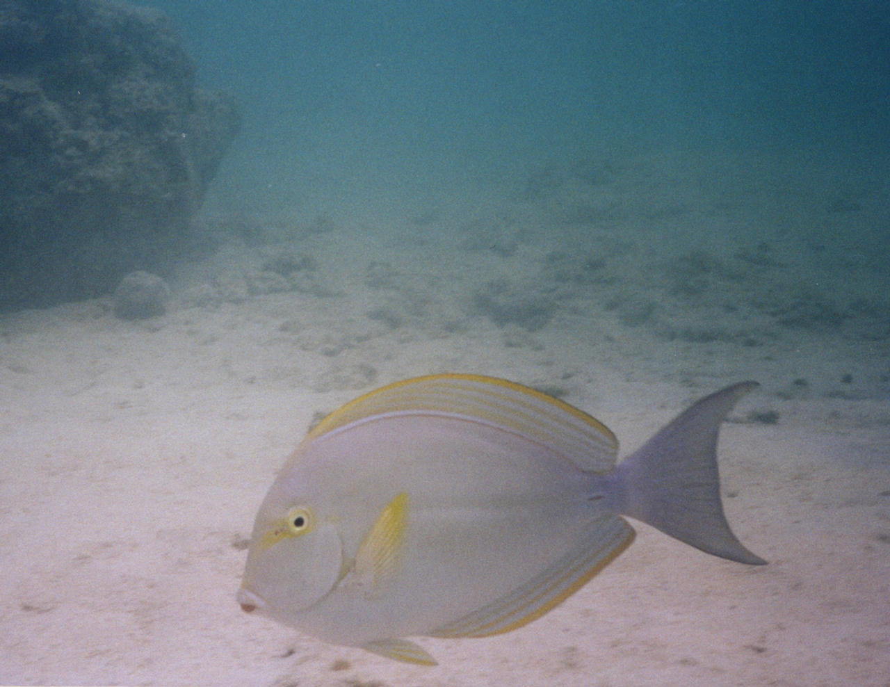 Acanthurus mata